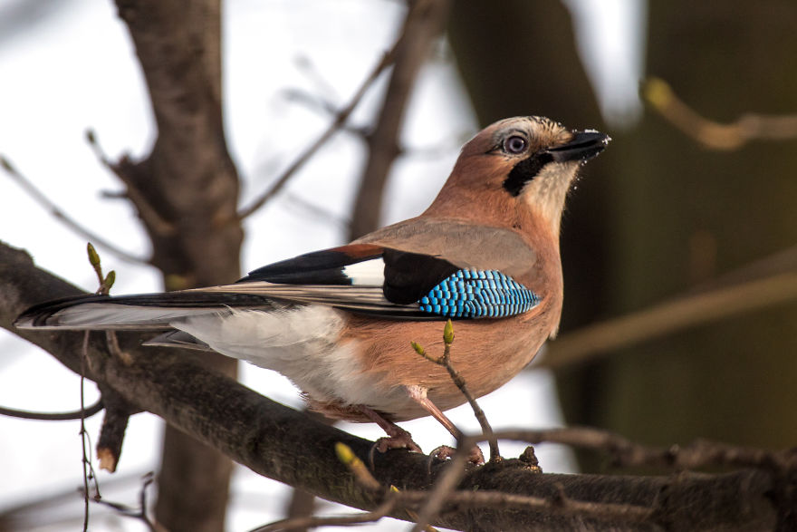Colorful Birds Of The World Colorful Birds Of The World