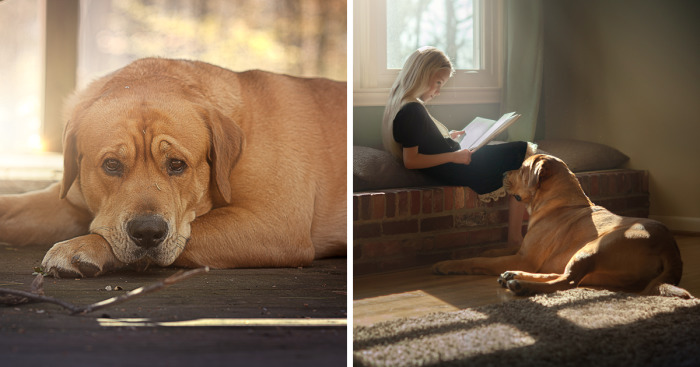 I’m Not Really A “Dog Person”, But This Big Red Dog Is Winning My Heart And Here’s Why