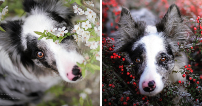 My Dog Has A Babyface, And That Is Too Cute!