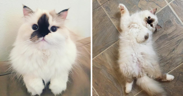 Meet Smudge, A Himalayan Kitty Who Was Dipped Into Ink And Became An Instant Instagram Celebrity