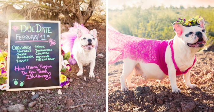 We Created Adorable Maternity And Newborn Photoshoot With Holly The French Bulldog