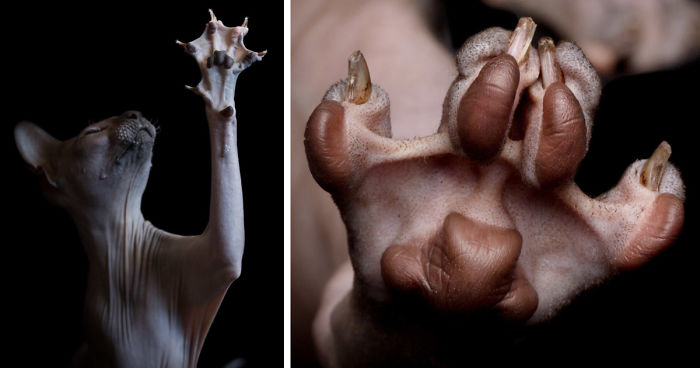 43 Hairless Cat Photos That Will Remind You Of Aliens
