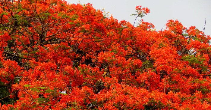 I Thought Of Getting Friendly With The Most Colourful Tree Blossom In India – Gulmohar