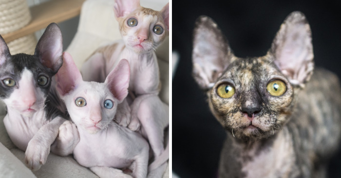Is There Anything Cuter Than Fluffy Furry Kittens? Oh Yes, Little Alien-Looking Cornish Rex Babies