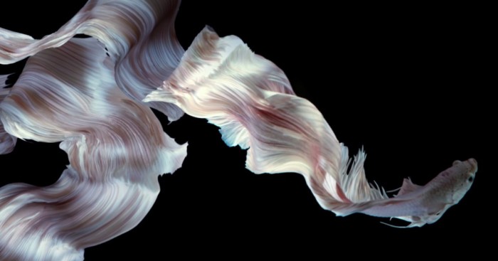 Art Of The Siamese Fighting Fish