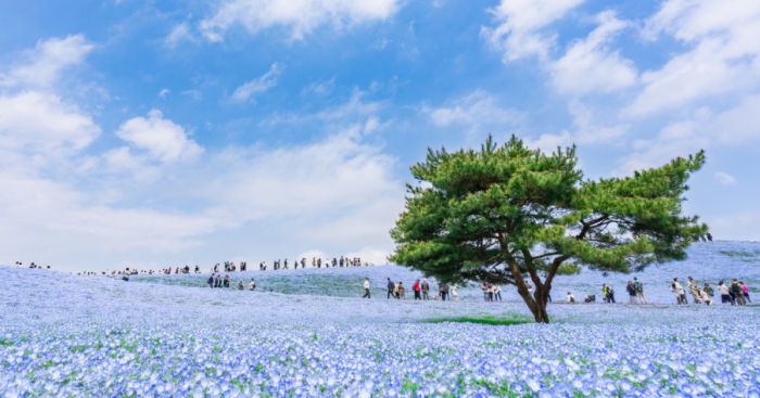 My Pictures Of 4.5 Millions Nemophila Harmony In Hitachi Seaside Park In Japan