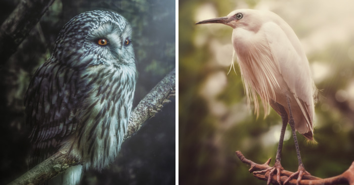 I Got Tired Of Boring Animal Photos, So I Took Some Myself