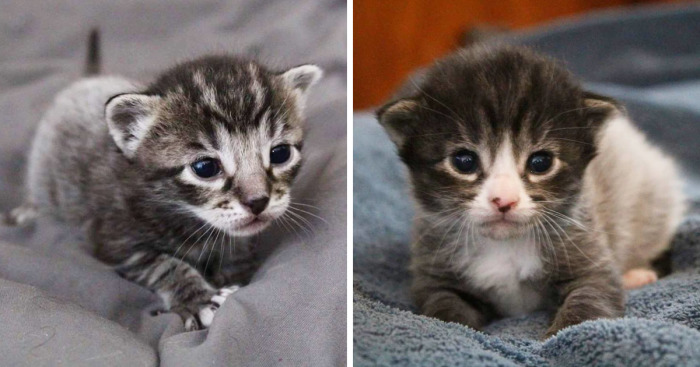 I Photographed The Most Adorable Color-Changing Kittens!