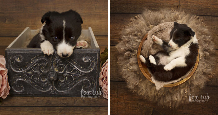 I Did An Adorable Newborn Puppy Photoshoot