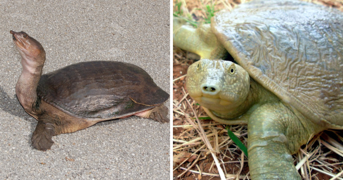 41 Endangered Turtle Species That You May Not Know Exist