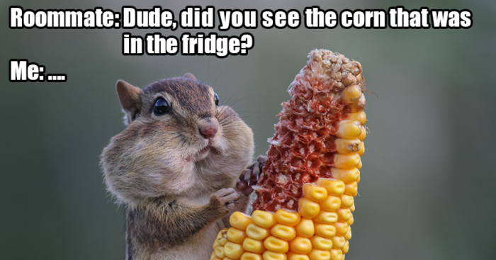 Saw The Winners Of The ‘Comedy Wildlife Photography Awards’ And Had To Add Some Captions