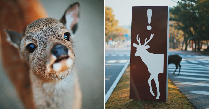 Beautiful Life In Nara, Japan