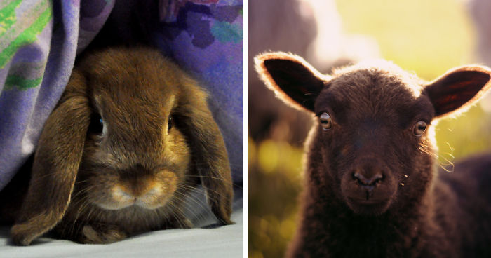 My Family Bought 27 Animals And Moved Up A Mountain