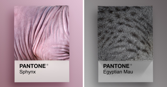 Cat Breeds As Pantone
