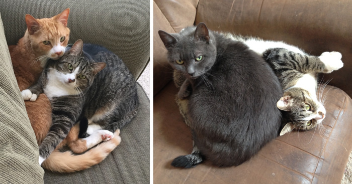 My Cat Continues To Be The Most Invasive Cat