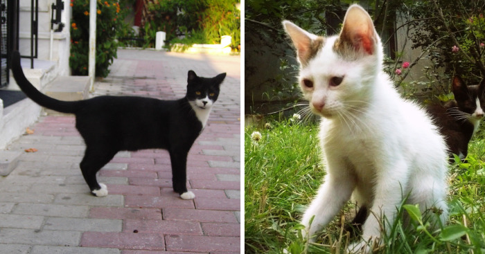 I Photograph Cats Captivated By Their Beauty And Uniqueness