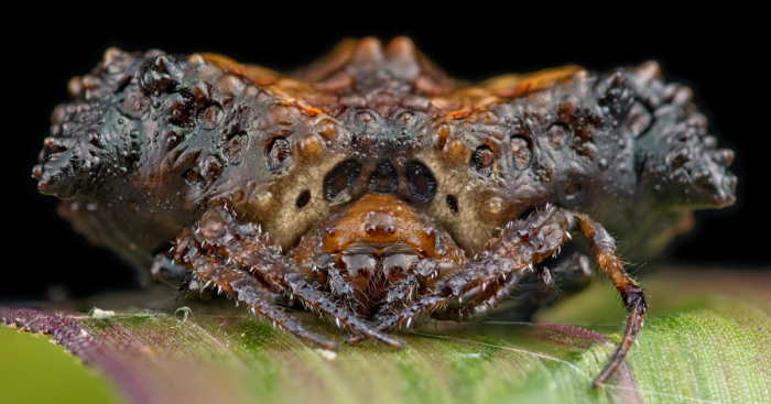 Close-up of a pretty disgusting animal with textured body and spiky legs resting on a green leaf in sharp detail.