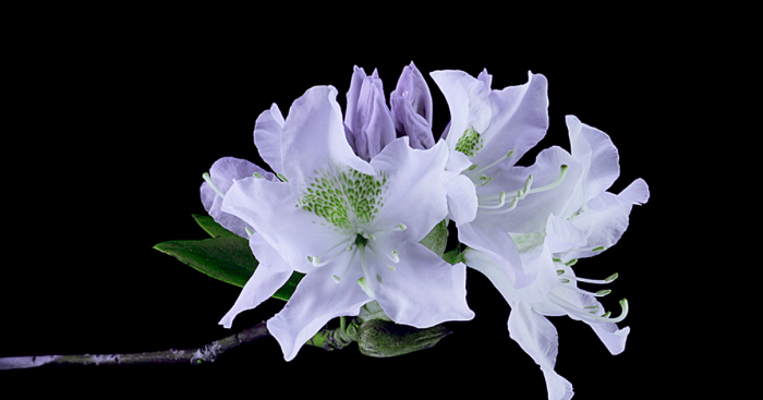 I Photograph Plants In Blacklight (Uva) Party Lights