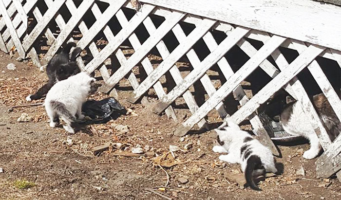 This Shelter Created 'Kitty Bjorn' To Help Feral Kittens Get Used To Their Humans