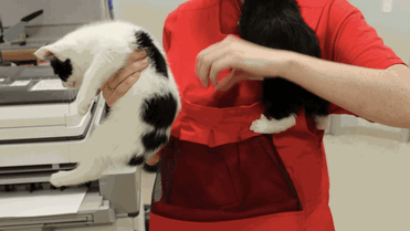 This Shelter Created 'Kitty Bjorn' To Help Feral Kittens Get Used To Their Humans