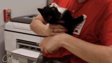 This Shelter Created 'Kitty Bjorn' To Help Feral Kittens Get Used To Their Humans