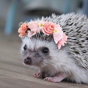 niken_handoko avatar