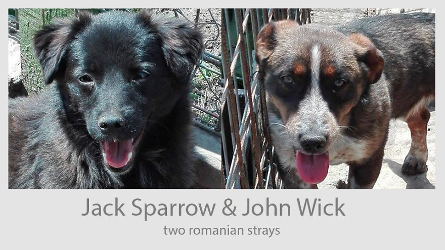 Jack & John - The Strays Jack & John - The Strays