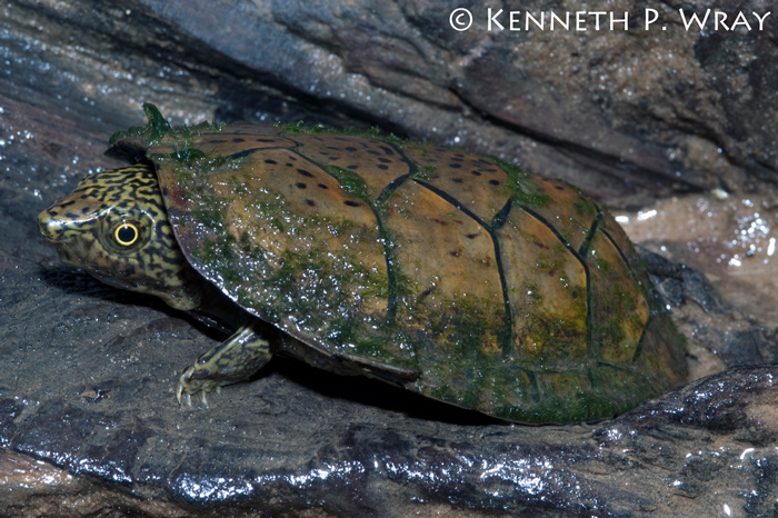 Flatened Musk Turtle