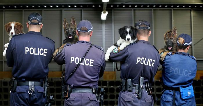 NSW Police Is Winning The Internet With Their Awesome Humor
