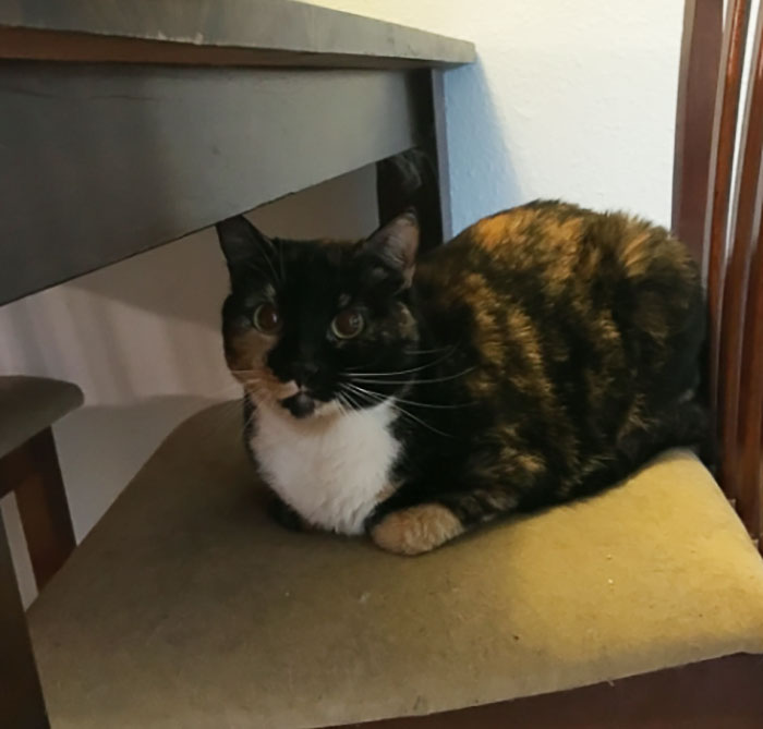 Cat-Sitter Shares The Note She Got From The Owner, And It's Hilarious Cat-Sitter Shares The Note She Got From The Owner, And It's Hilarious