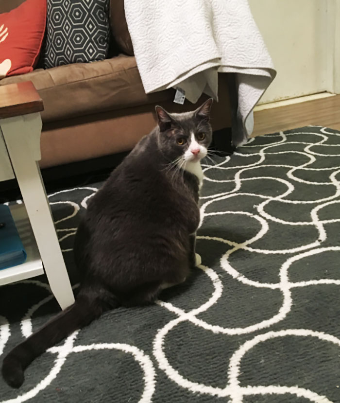 Cat-Sitter Shares The Note She Got From The Owner, And It's Hilarious Cat-Sitter Shares The Note She Got From The Owner, And It's Hilarious