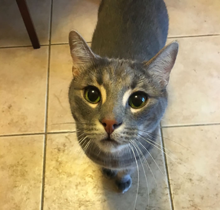 Esta cuidadora de gatos comparte la nota que le dejó la dueña, y es divertidísima