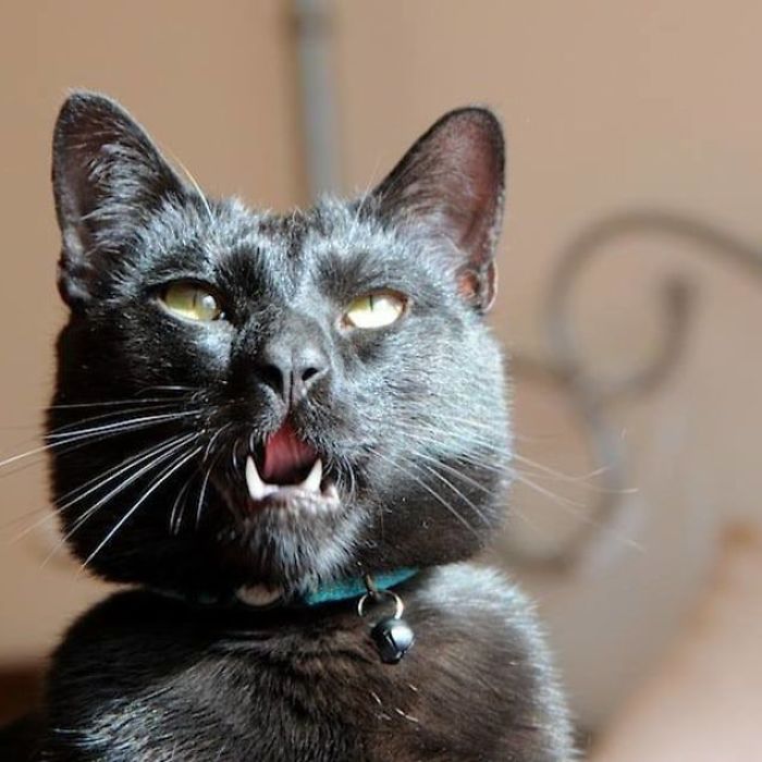 Shelter Writes Brutally Honest Adoption Memo For Their 'Utter Bastard Of A Cat'