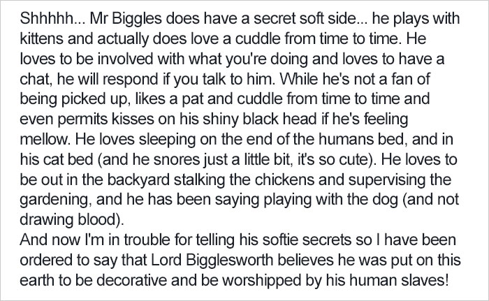 Shelter Writes Brutally Honest Adoption Memo For Their 'Utter Bastard Of A Cat'