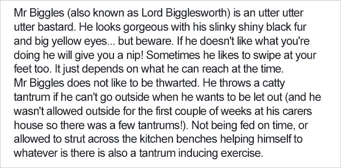 Shelter Writes Brutally Honest Adoption Memo For Their 'Utter Bastard Of A Cat'