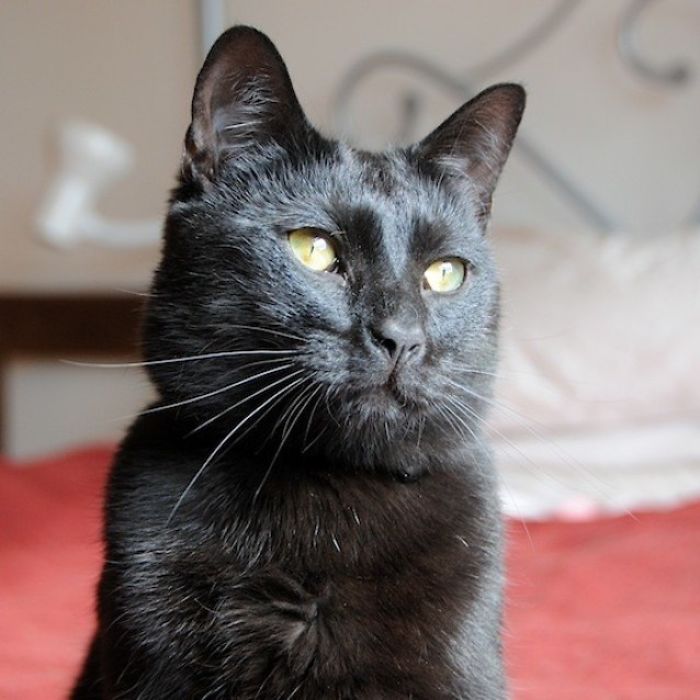 Shelter Writes Brutally Honest Adoption Memo For Their 'Utter Bastard Of A Cat'