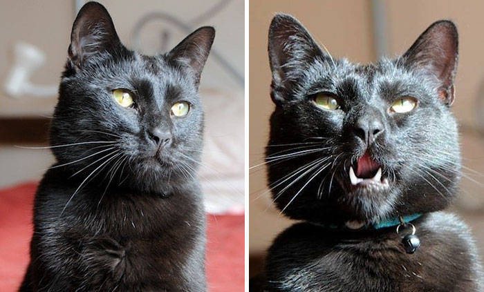 Shelter Writes Brutally Honest Adoption Memo For Their ‘Utter Bastard Of A Cat’