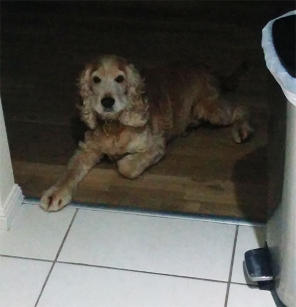 My Dogs Are Not Allowed In The Kitchen When I Cook. The Kitchen Starts At The White Tiles