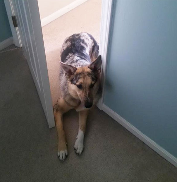 My Dog Is Not Allowed In My Room. She Won On A Technicality