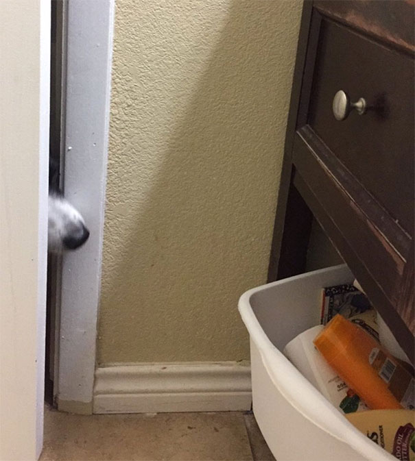 He Knows He's Not Allowed In The Bathroom.. I Guess He Thinks I Can't See Him?