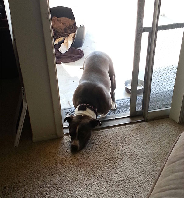 My Dog Isn't Allowed Inside And So This Is What She Does To Be With Us