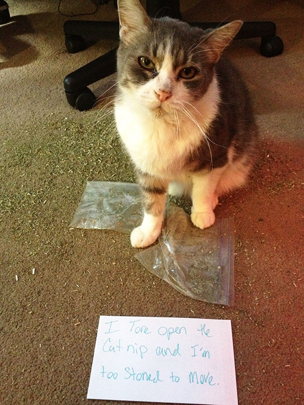 Cat Shaming: Drug Edition
