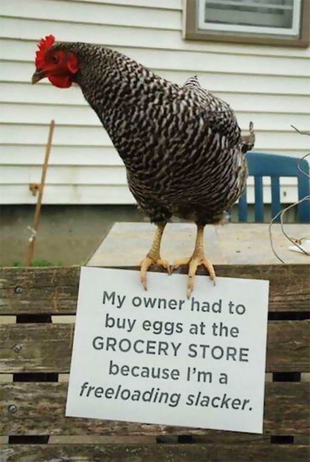 Chicken Shaming