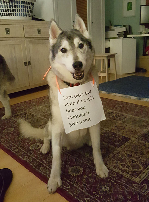 Dog Shaming