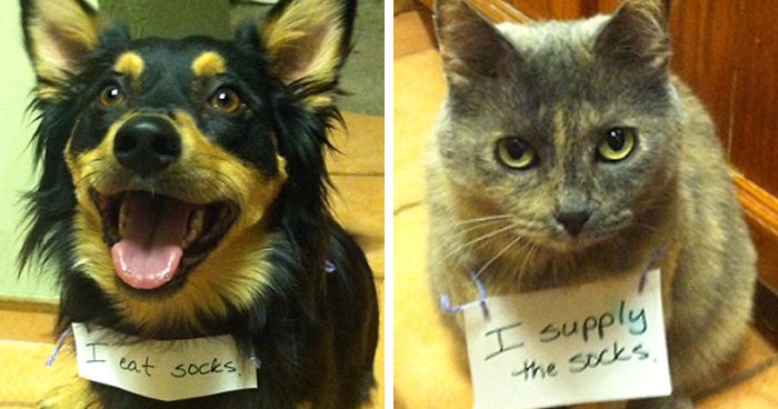 Share Your Pics Of Pets Being Shamed For Their Crimes