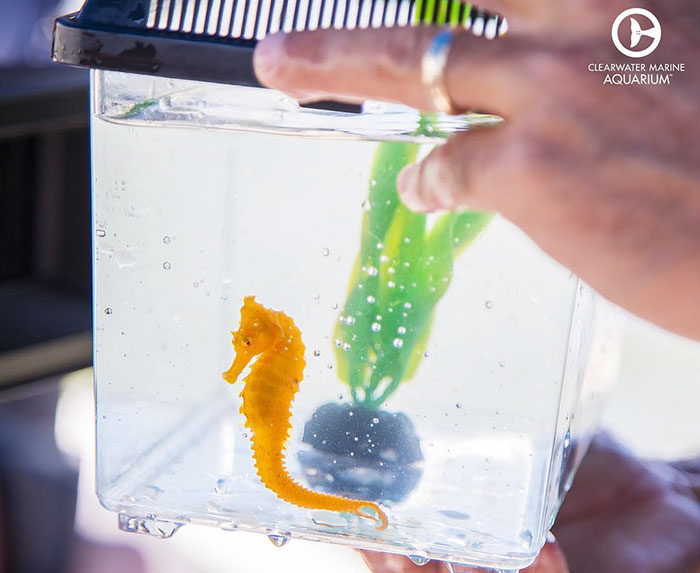 girl-rescues-seahorse-cheeto-11 girl-rescues-seahorse-cheeto-11