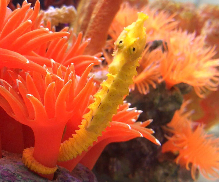 girl-rescues-seahorse-cheeto-2 girl-rescues-seahorse-cheeto-2