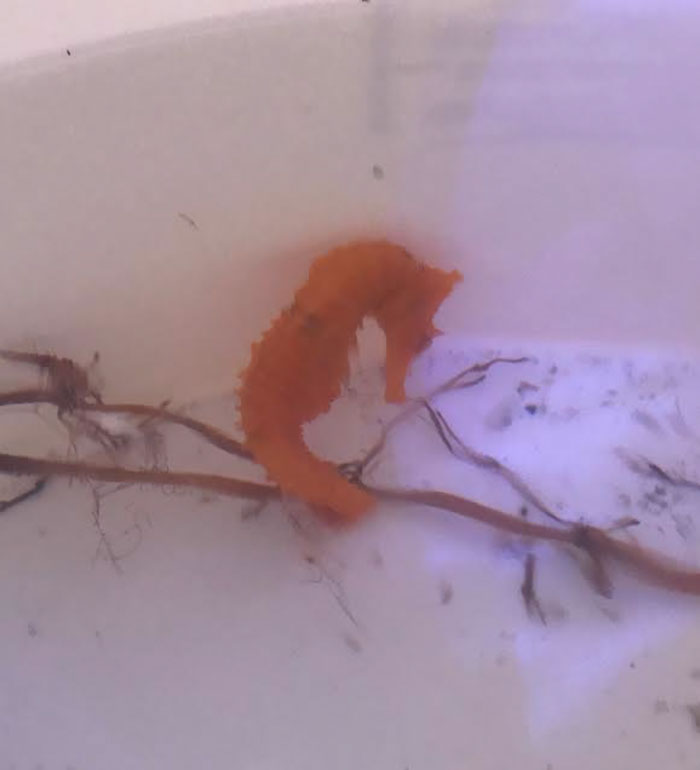 girl-rescues-seahorse-cheeto-4 girl-rescues-seahorse-cheeto-4