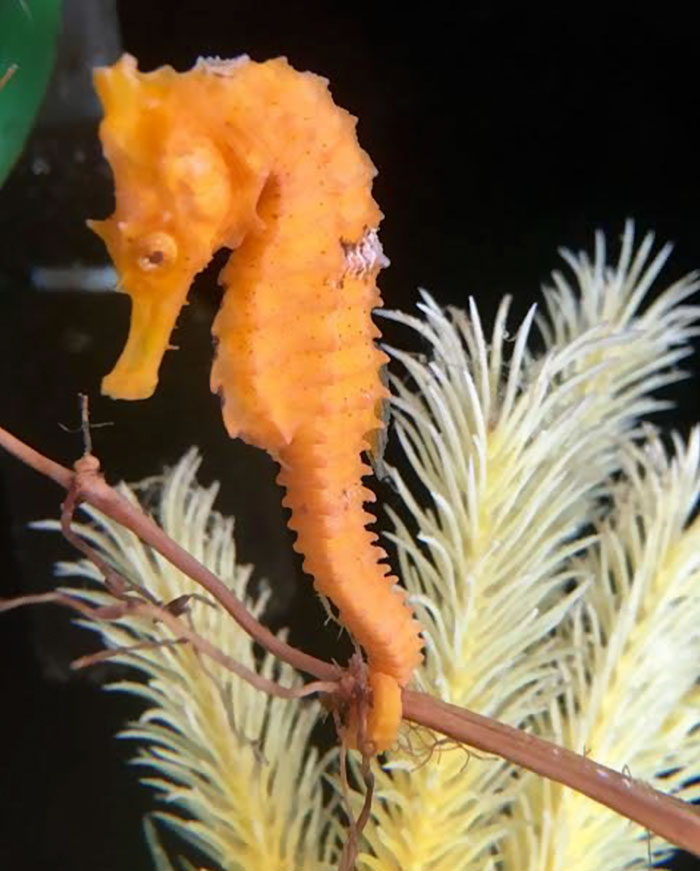 girl-rescues-seahorse-cheeto-5 girl-rescues-seahorse-cheeto-5