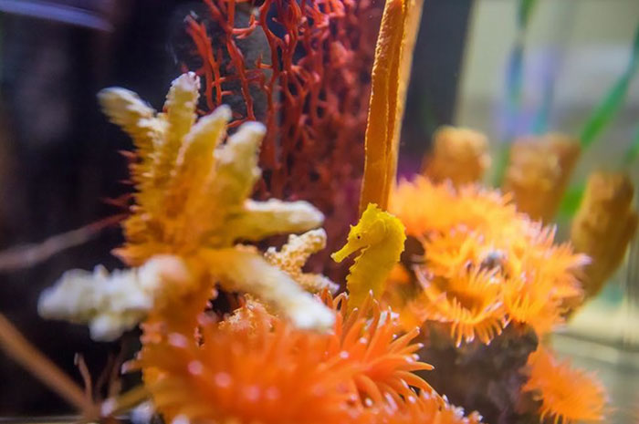 girl-rescues-seahorse-cheeto-9 girl-rescues-seahorse-cheeto-9